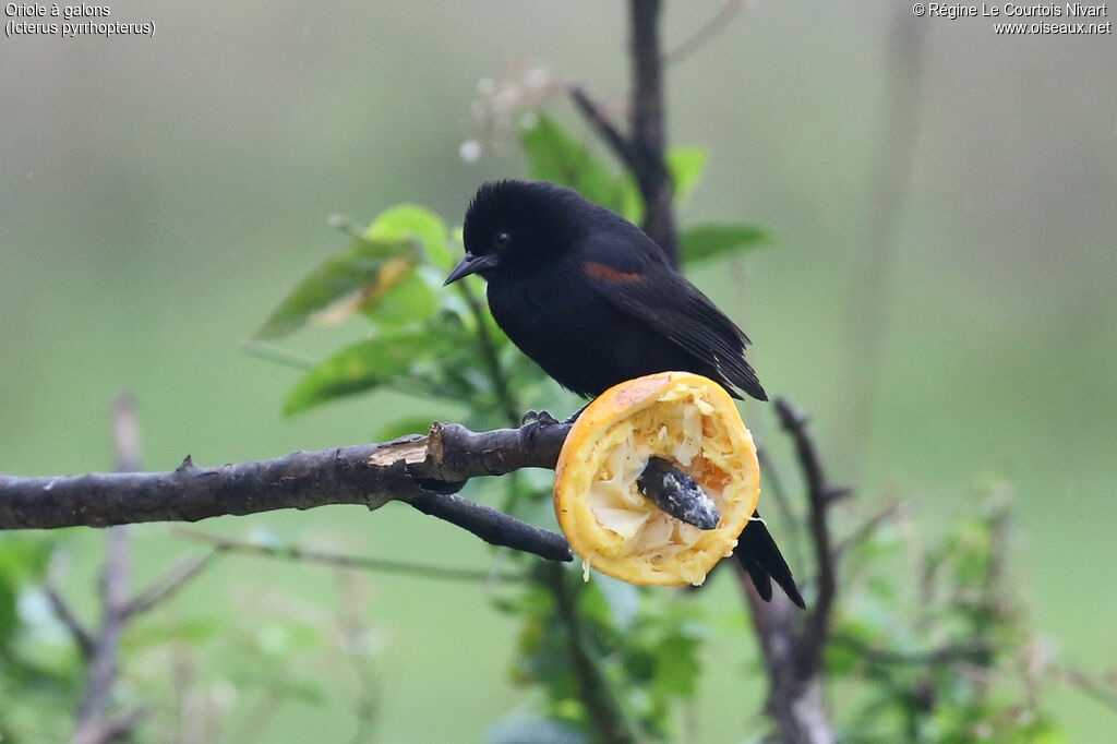 Oriole variable