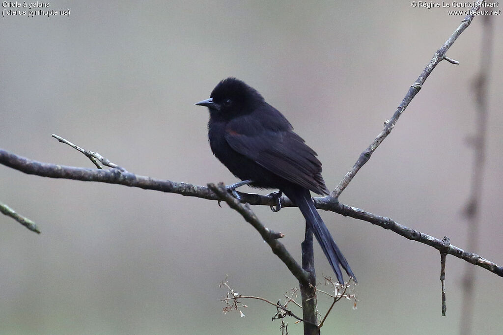 Oriole variable