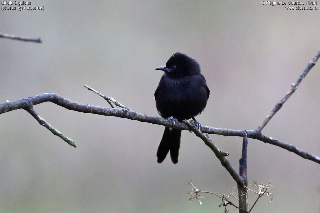 Oriole variable