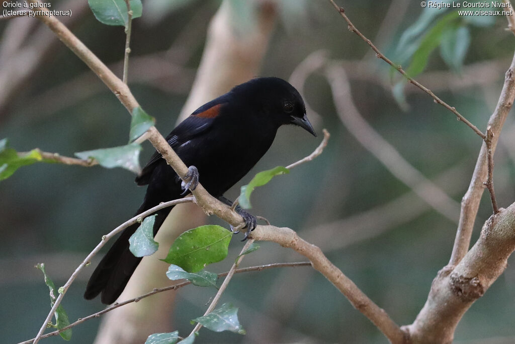 Oriole variable