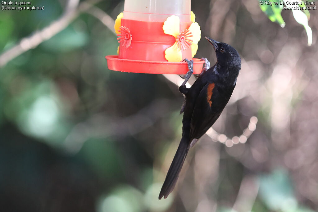 Oriole variable