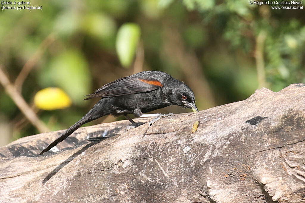 Oriole variable