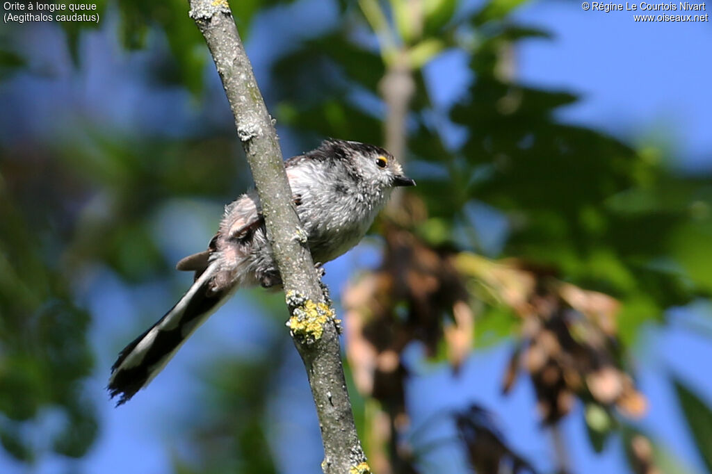 Long-tailed Tit