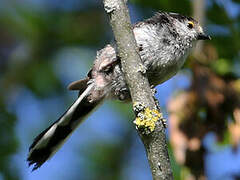 Long-tailed Tit