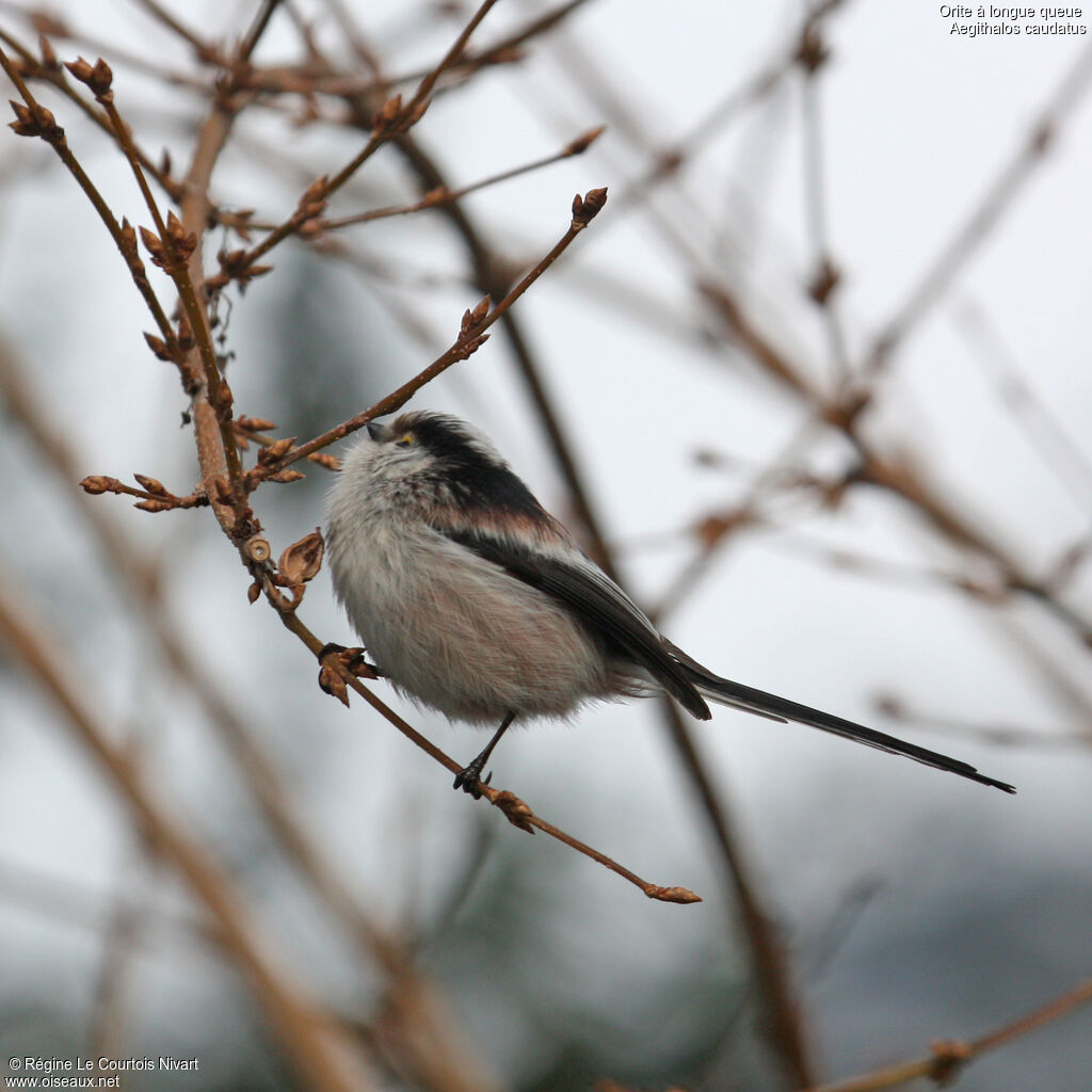 Long-tailed Tit