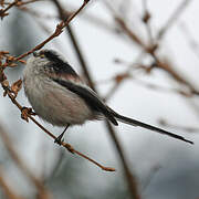 Long-tailed Tit