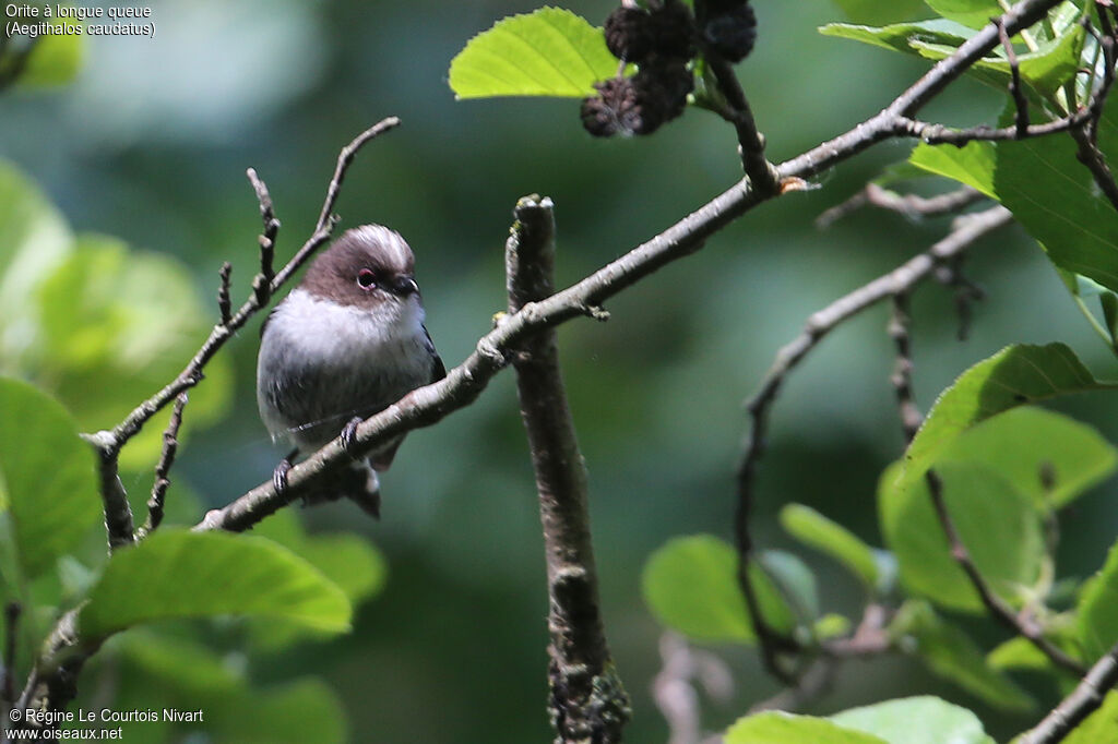 Long-tailed Titjuvenile