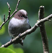 Long-tailed Tit