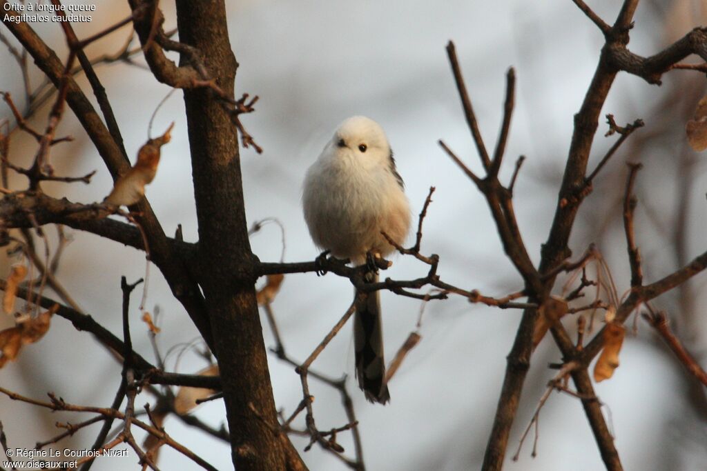 Long-tailed Tit