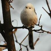 Long-tailed Tit