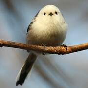 Long-tailed Tit