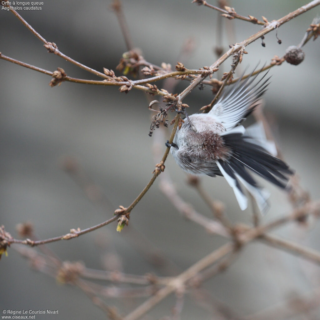 Long-tailed Tit