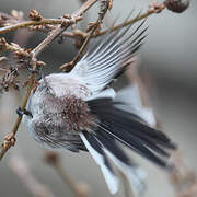 Long-tailed Tit