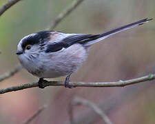 Long-tailed Tit