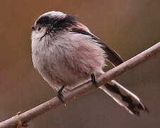 Long-tailed Tit