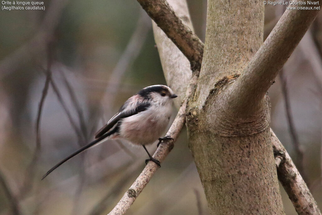 Long-tailed Tit