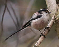 Long-tailed Tit