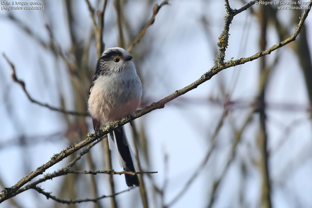 Long-tailed Tit