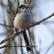 Long-tailed Tit