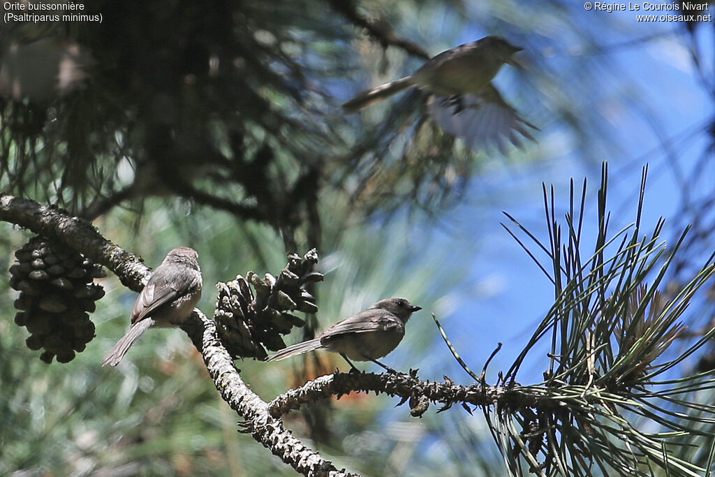 American Bushtit