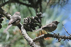 American Bushtit