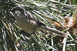 American Bushtit