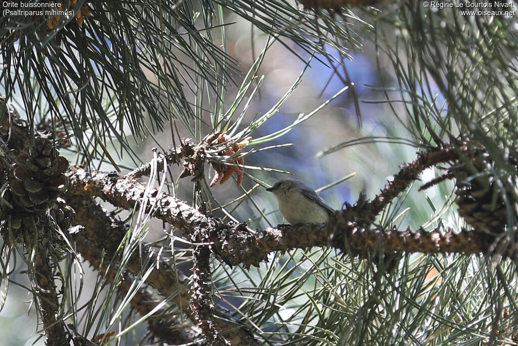 American Bushtit