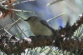 American Bushtit