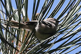 American Bushtit