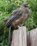 Chaco Chachalaca