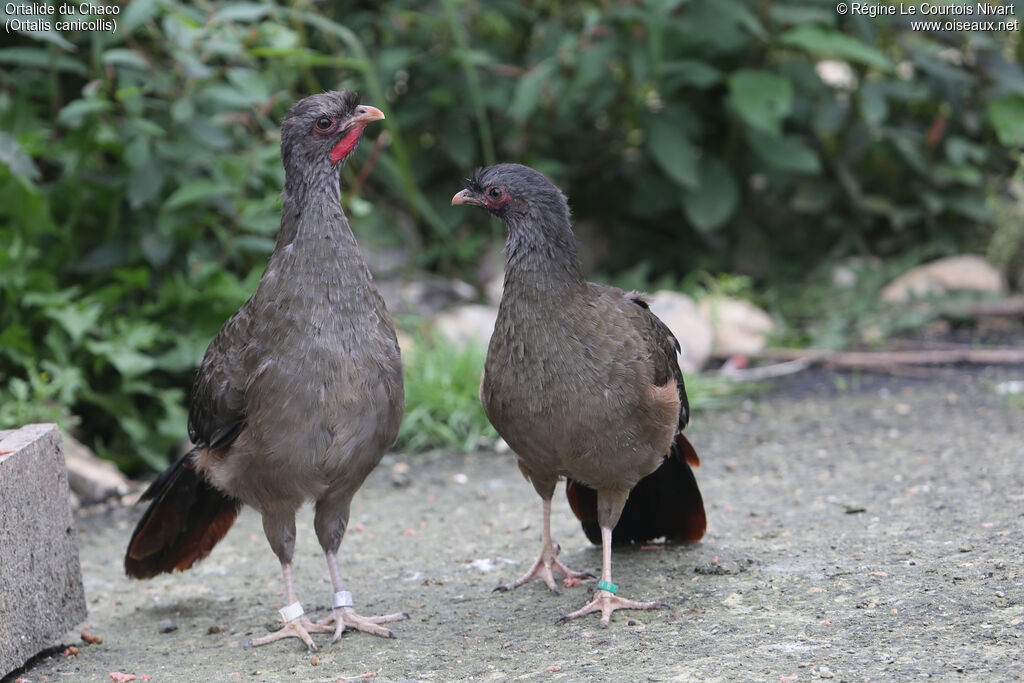 Chaco Chachalaca