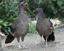 Chaco Chachalaca