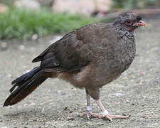 Chaco Chachalaca