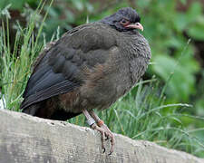 Ortalide du Chaco