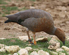 Ruddy-headed Goose