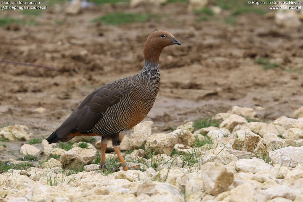 Ruddy-headed Goose