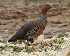 Ruddy-headed Goose