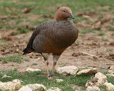 Ruddy-headed Goose