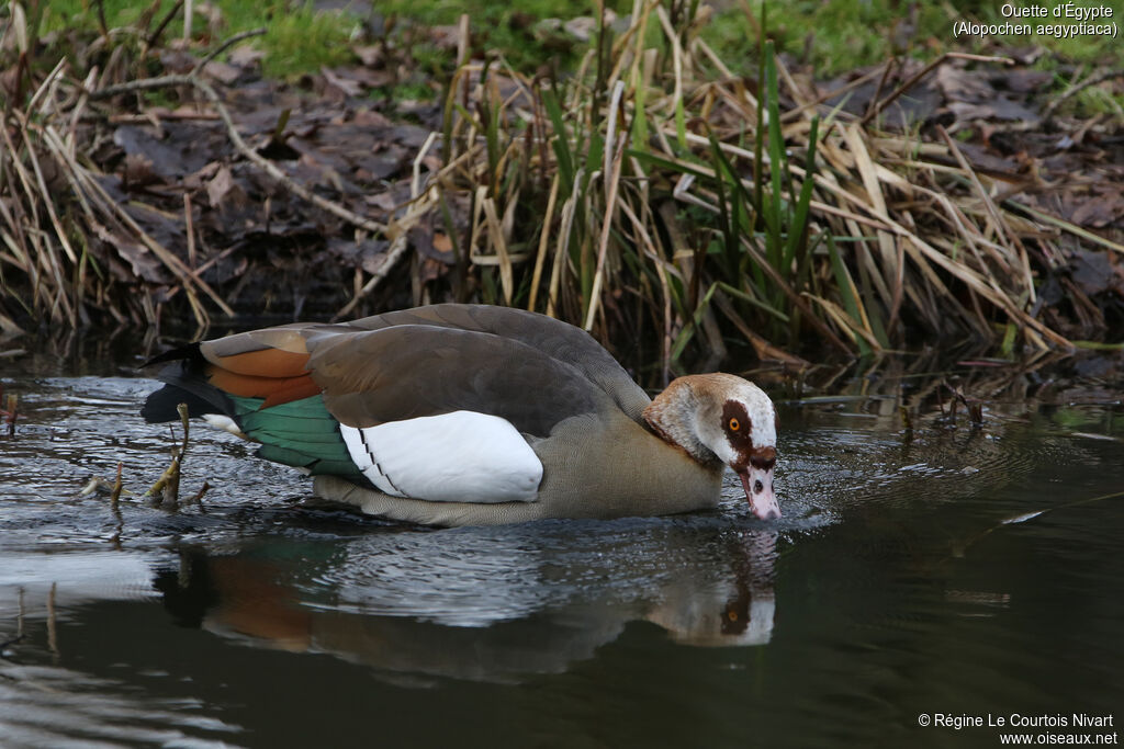 Egyptian Goose