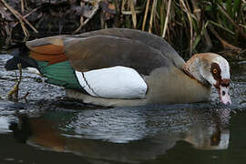 Egyptian Goose