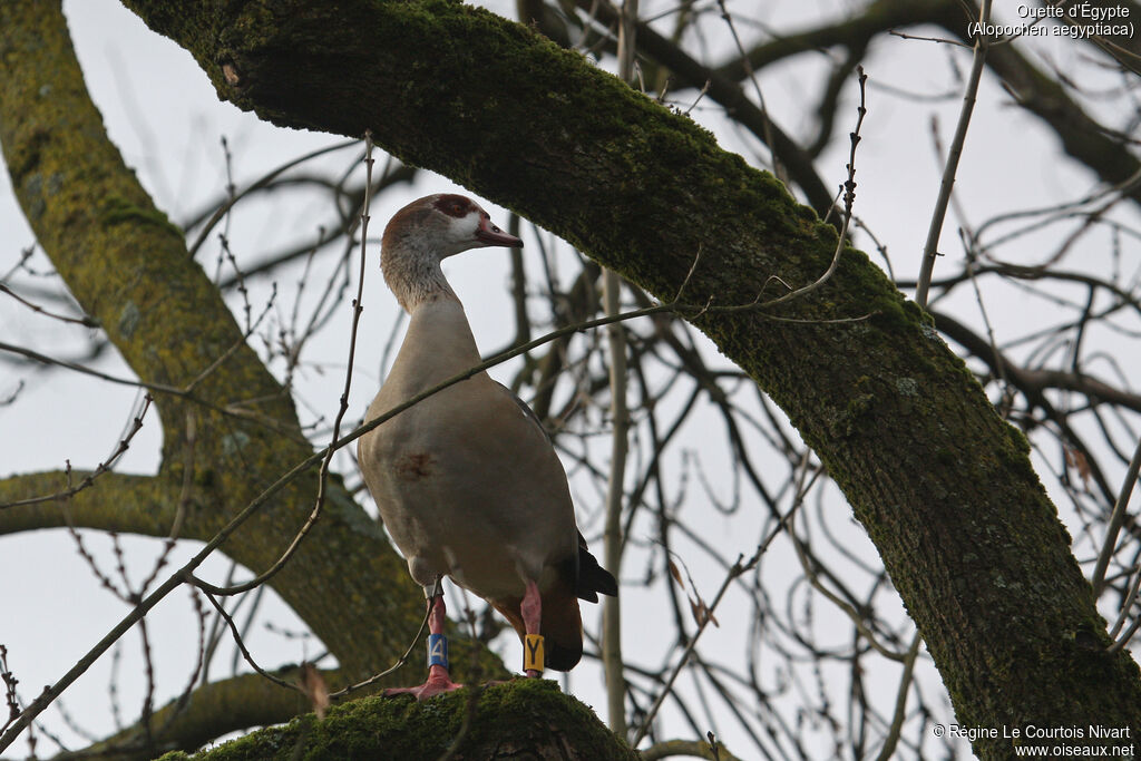 Egyptian Goose