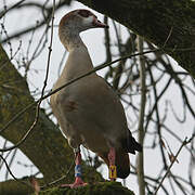 Egyptian Goose