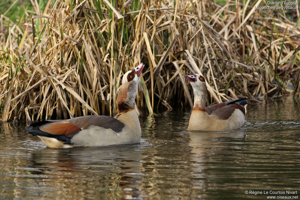 Egyptian Goose