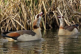 Egyptian Goose