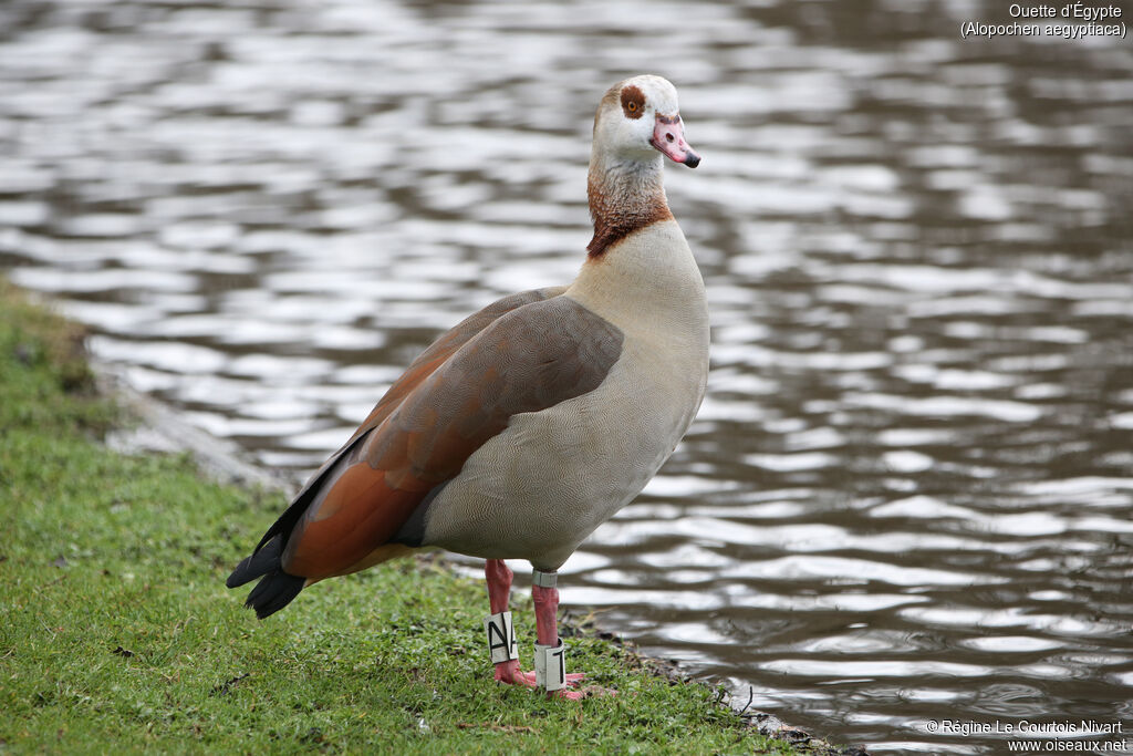 Egyptian Goose