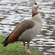 Egyptian Goose