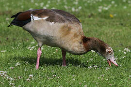 Egyptian Goose