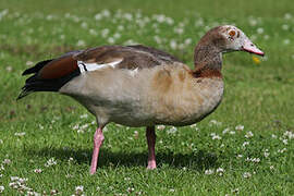 Egyptian Goose