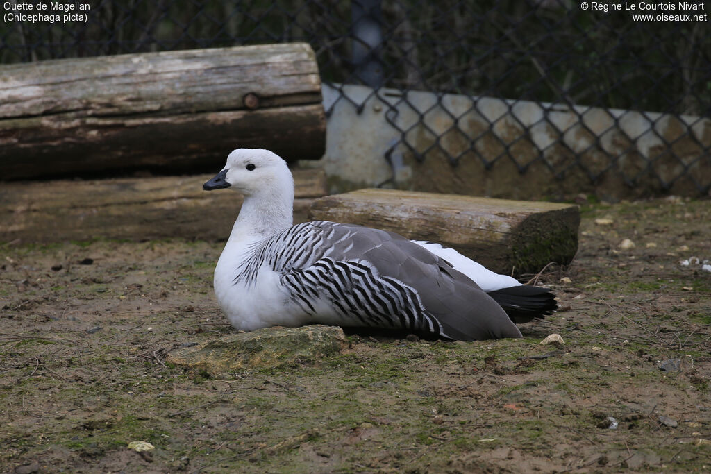 Ouette de Magellan