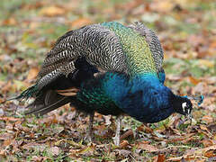 Indian Peafowl